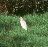Squacco Heron, Spain, May 2000 - click for larger image