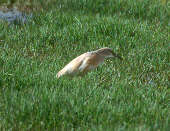 Squacco Heron, Spain, May 2000 - click for larger image