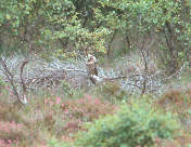 Red Moss, Scotland, July 2000 - click for larger image