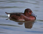 Male Ferruginous Duck (Captive) August 2000 - click for larger image