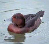 Male Ferruginous Duck (Captive) August 2000 - click for larger image