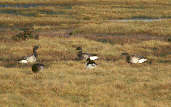 Brent Goose, Tyninghame, East Lothian, Scotland, January 2001 - click for larger image