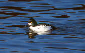 Male Goldeneye, Musselburgh, Scotland, January 2001 - click for larger image