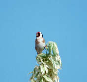 Goldfinch, May 2000, Trujillo, Spain - click for larger image