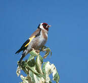 Goldfinch, May 2000, Trujillo, Spain - click for larger image