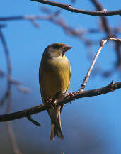 Greenfinch, Scotland, March 2000 - click for larger image