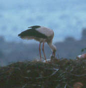 White Stork, May 2000, Trujillo, Spain - click for larger image