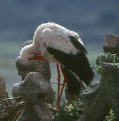 White Stork, May 2000, Trujillo, Spain - click for larger image