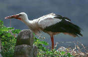 White Stork, May 2000, Trujillo, Spain - click for larger image