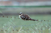 Great Spotted Cuckoo, Spain, May 2000 - click for larger image