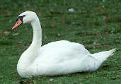 Mute Swan, Duddingston Loch, Scotland, September 1999 - click for larger image