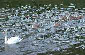Mute Swan, Duddingston Loch, Edinburgh, Scotland, September 1999 - click for larger image