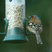 Male Chaffinch, Edinburgh, Scotland, March 2000 - click for larger image