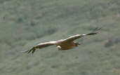 Griffon Vulture, Spain, May 2000 - click for larger image