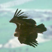 Griffon Vulture, Spain, May 2000 - click for larger image