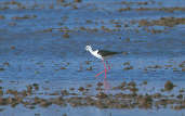 Black-winged Stilt, France, April 2000 - click for larger image