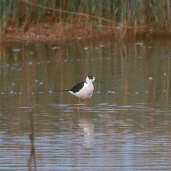 Black-winged Stilt, France, April 2000 - click for larger image