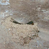 Barn Swallow, Spain, May 2000 - click for larger image