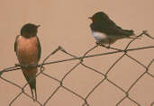 Barn Swallow, Spain, May 2000 - click for larger image