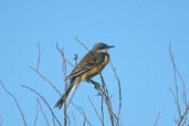 Yellow Wagtail, Camargue, France, May 2000 - click for larger image