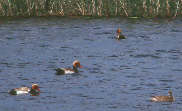Red-crested Pochard, Spain, May 2000 - click for larger image