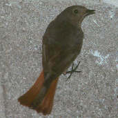 Black Redstart, France, April 2000 - click for larger image