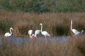 Greater Flamingo, France, April 2000 - click for larger image