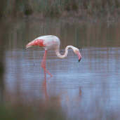Greater Flamingo, France, April 2000 - click for larger image