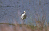 Eurasian Spoonbill, Spain, May 2000 - click for larger image