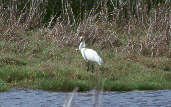 Eurasian Spoonbill, Spain, May 2000 - click for larger image