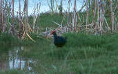 Purple Swamphen, Spain, May 2000 - click for larger image