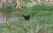 Purple Swamphen, Spain, May 2000 - click for larger image