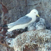 Kittiwake, Scotland, 27th June 2000 - click for larger image