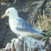 Kittiwake, Scotland, 27th June 2000 - click for larger image