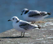 Immature Kittiwake, Scotland, 17th July 2000 - click for larger image