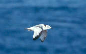 Immature Kittiwake, Scotland, 26th July 2000 - click for larger image