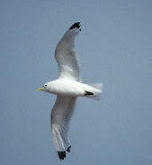 Kittiwake, Scotland, 26th July 2000 - click for larger image