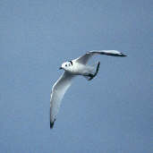 Immature Kittiwake, Scotland, 26th July 2000 - click for larger image