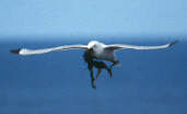 Kittiwake, Scotland, 26th July 2000 - click for larger image