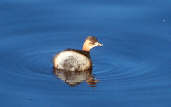 Little Grebe, Musselburgh, Scotland, January 2001 - click for larger image