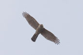 Female Sparrowhawk, Hadleigh, Suffolk, England, April 2005 - click for larger image