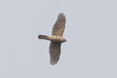 Female Sparrowhawk, Hadleigh, Suffolk, England, April 2005 - click for larger image