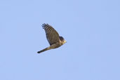 Juvenile Sparrowhawk, Aberlady, East Lothian, Scotland, October 2006 - click for larger image