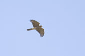 Juvenile Sparrowhawk, Aberlady, East Lothian, Scotland, October 2006 - click for larger image