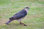 Sparrowhawk, Monks Eleigh, Suffolk, England, July 2007 - click for larger image