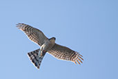 Sparrowhawk, Monks Eleigh, Suffolk, England, June 2020 - click for larger image