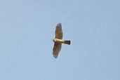 Male Sparrowhawk, Kato Zakros, Crete, Greece, October 2002 - click for larger image