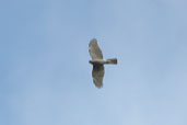 Female Sparrowhawk, Kato Zakros, Crete, Greece, October 2002 - click for larger image