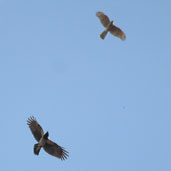 Hooded Crow chasing Male Sparrowhawk, Kato Zakros, Crete, Greece, October 2002 - click for larger image