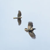 Female Sparrowhawk chasing Hooded Crow, Kato Zakros, Crete, Greece, October 2002 - click for larger image